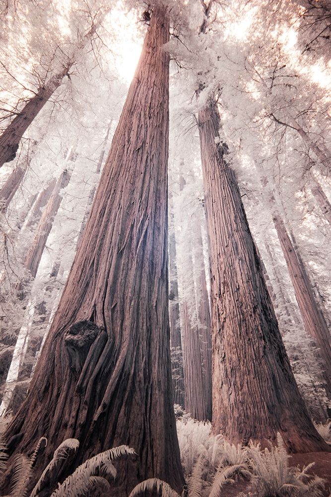 California Redwood National Park-infrared of Redwood forest